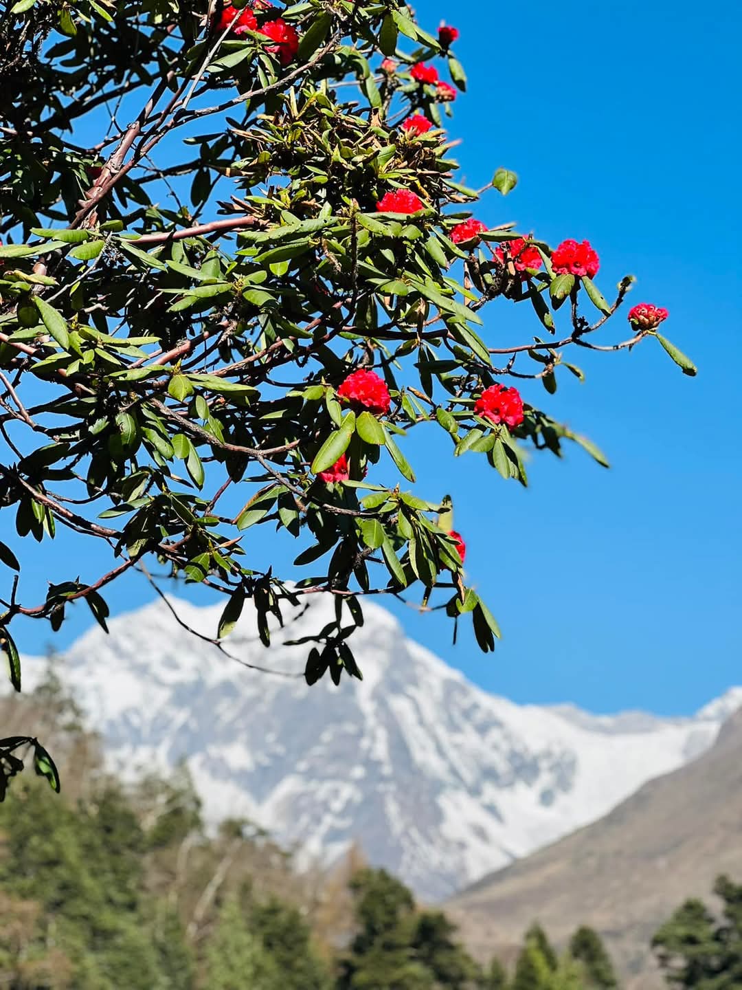 Annapurna Circuit Trek with Poonhill 2026 - view 15